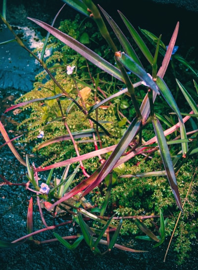 Close-up of vibrant medicinal plants thriving in the arid soil of the Valley of Life research fields.