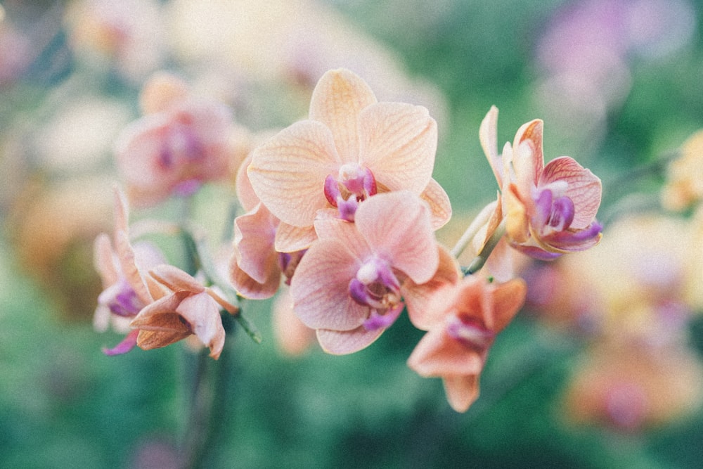 selective focus photograph of brown moth orchids