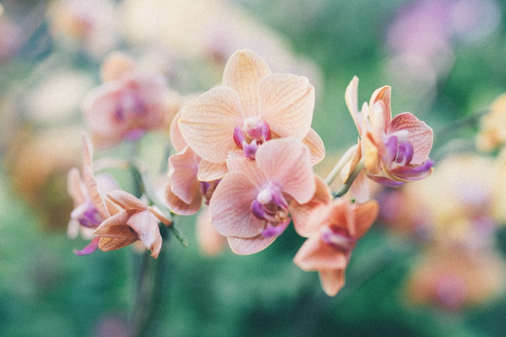 Fotografia de foco seletivo de orquídeas de mariposa marrom