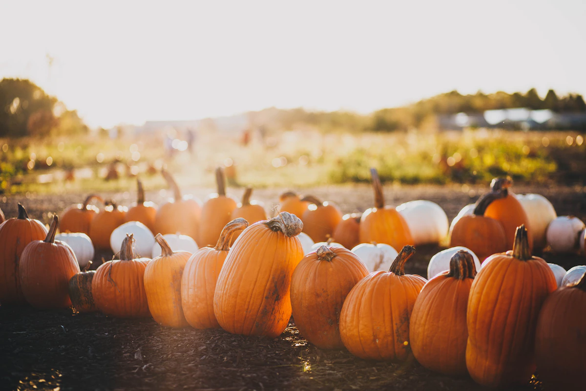Orange pumpkins at a pumpkin patch, fall inspiration for school events