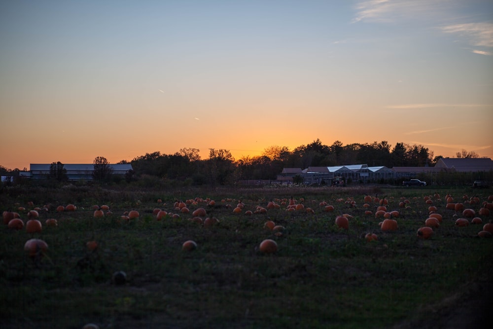 green field with pumpkin patch