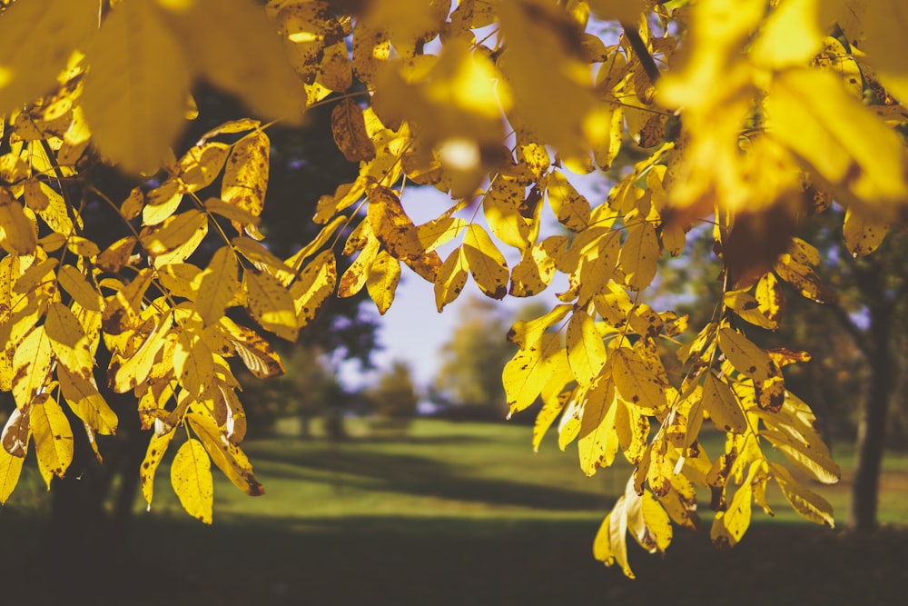 selective focus of yellow leaves