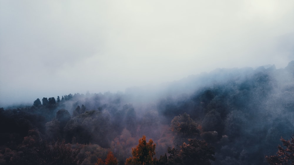 bird's eye view photo of white fogs on forest
