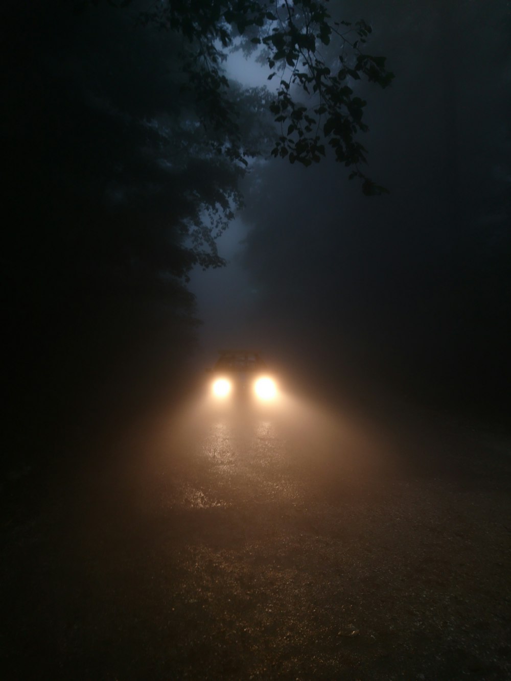 car in the forest