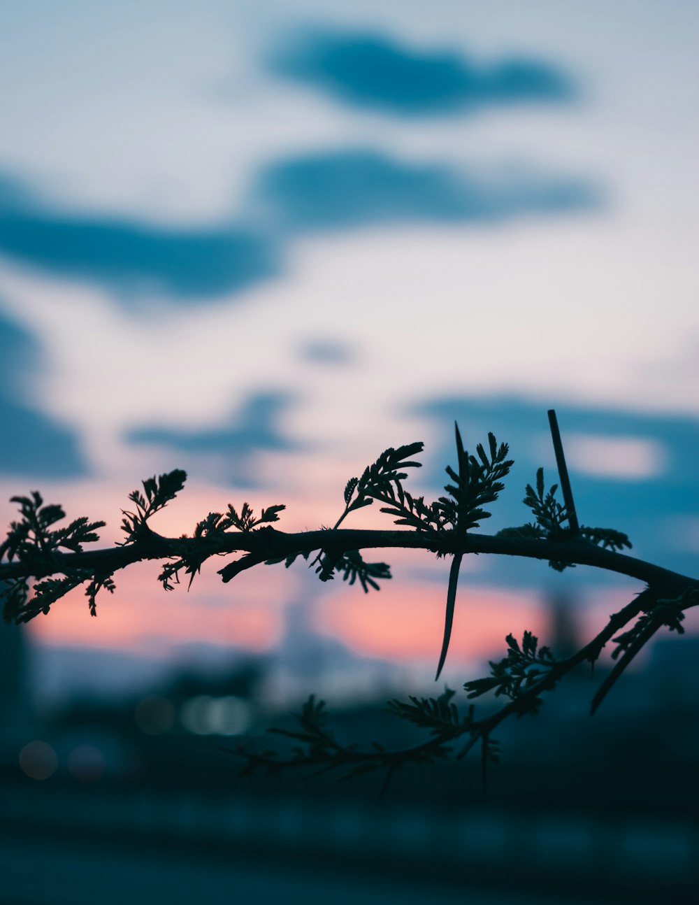 selective focus photography of tree branch