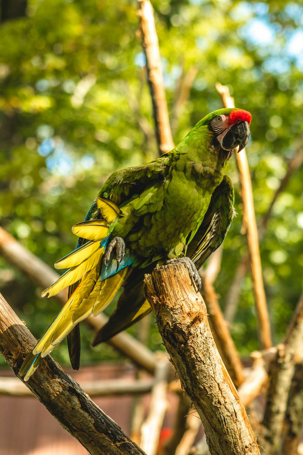 green macaw birch on tree branch