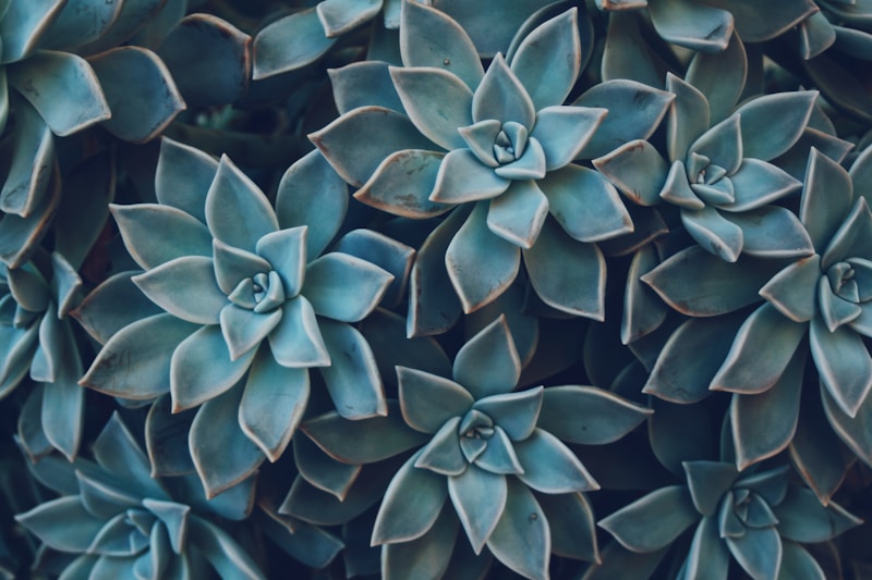 Succulent