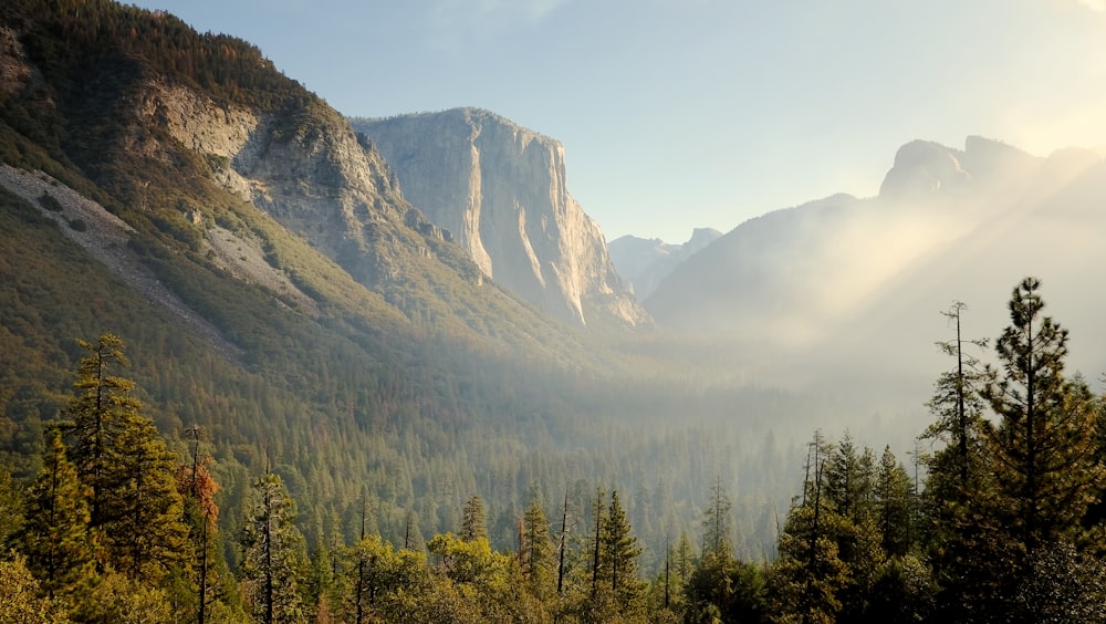 photo of trees and mountains