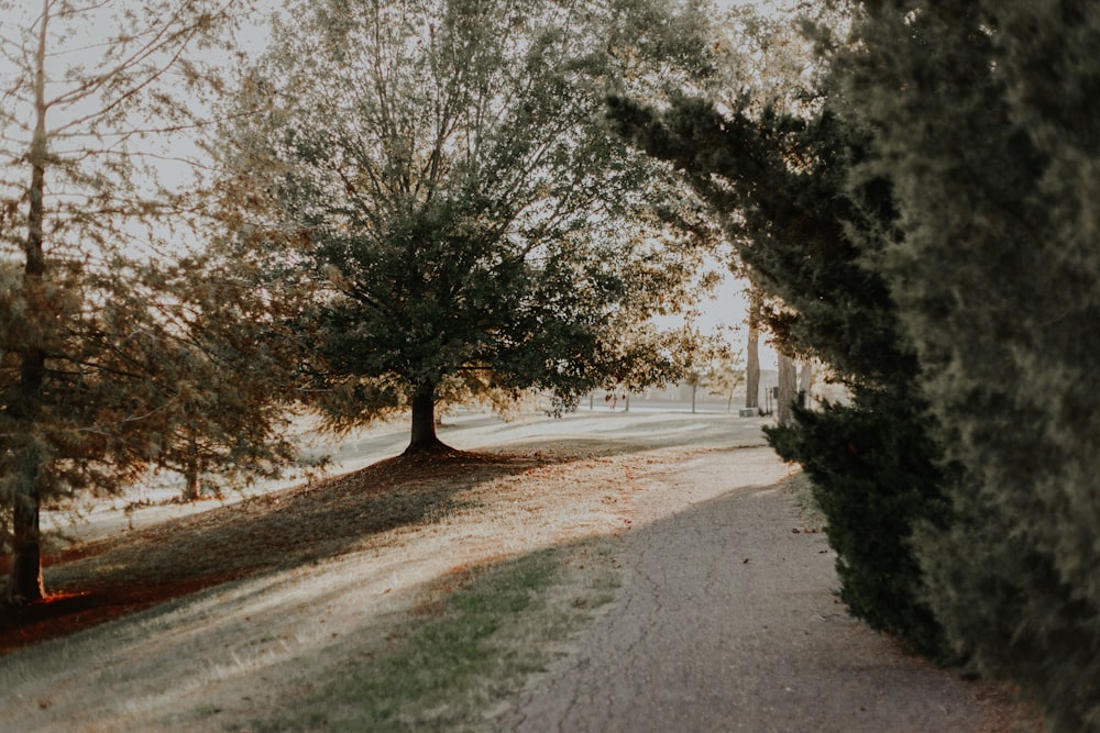 empty walkway between trees