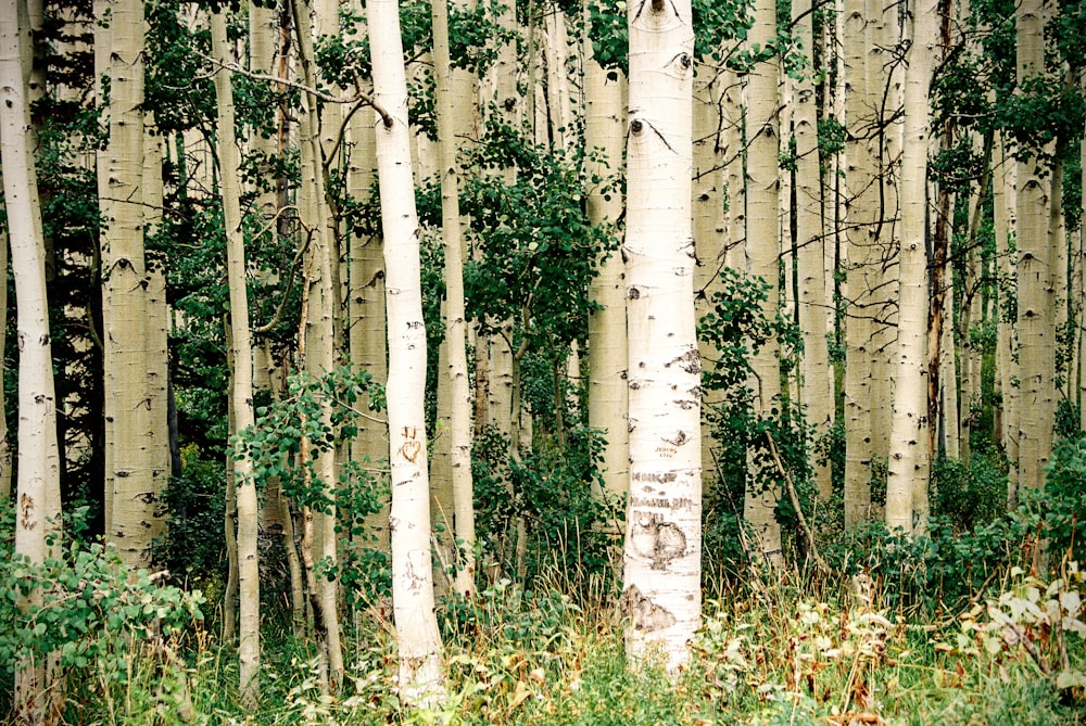 landscape photo of trees