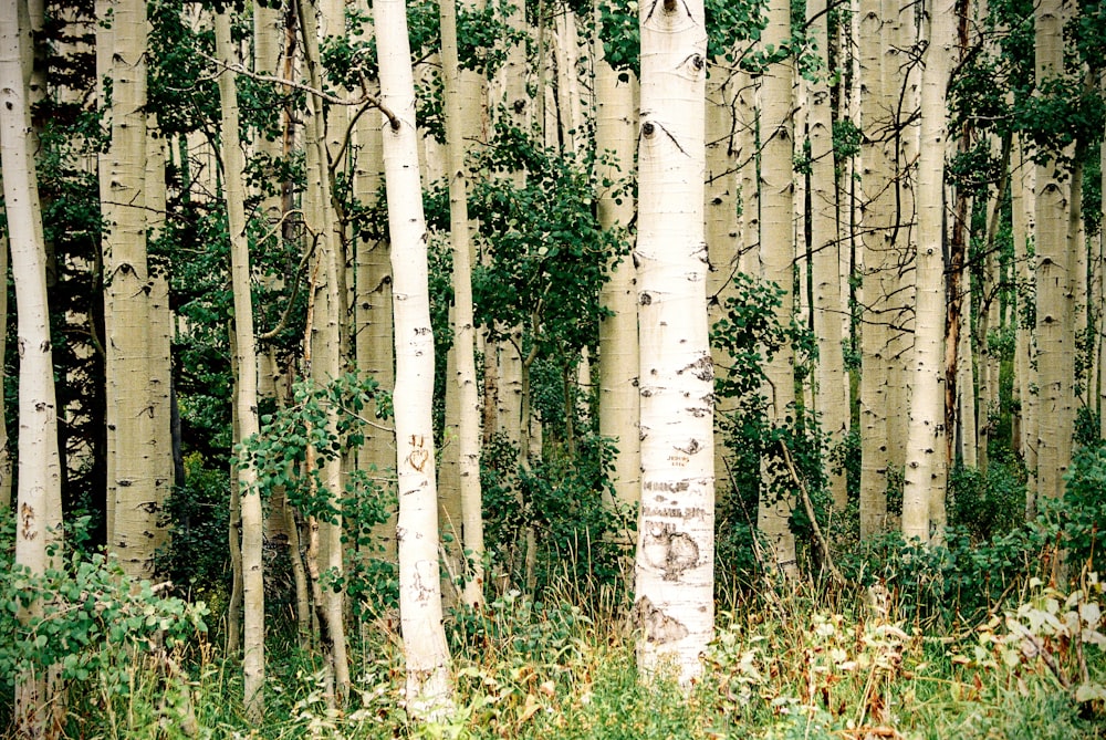 photo de paysage d’arbres