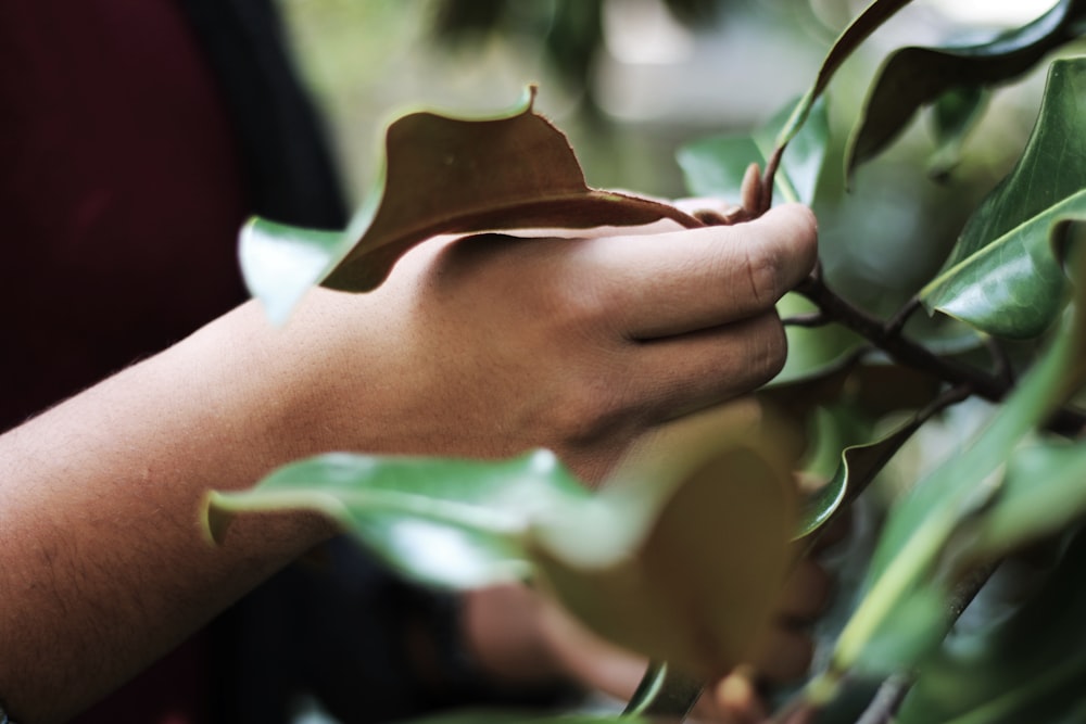 person holding leaf