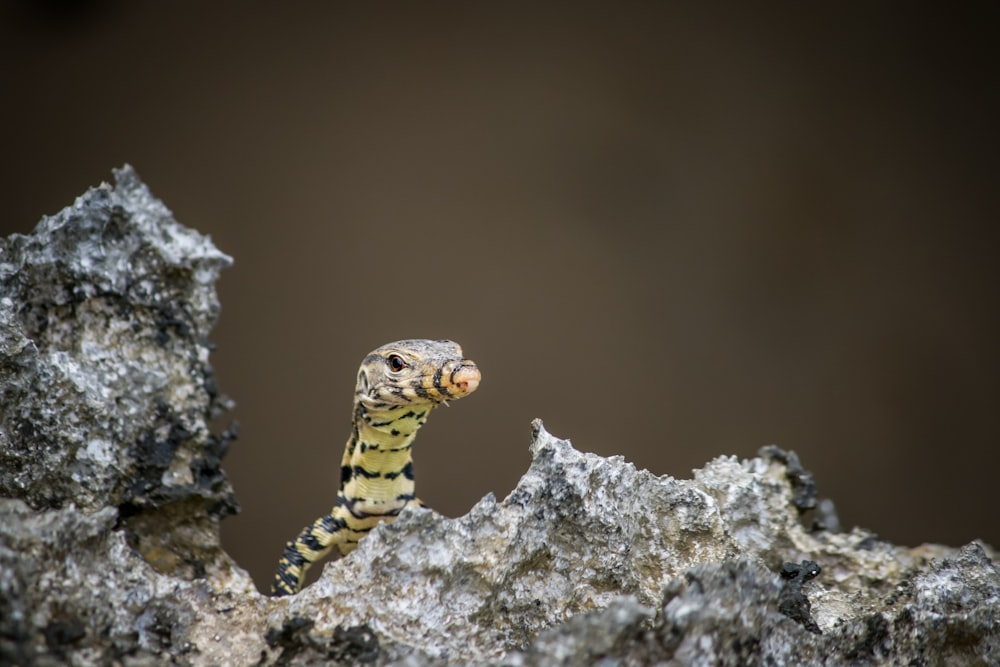 yellow and black striped lizard