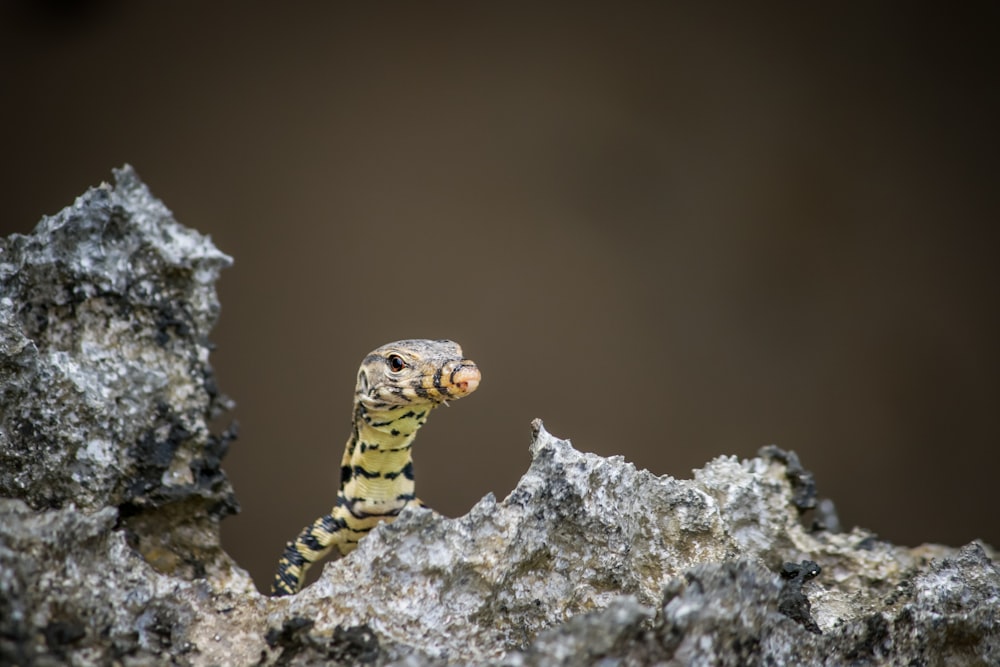 lagarto rayado amarillo y negro