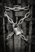 gray steel chain locked on gate