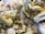 A collection of pale yellow, hexagonal crystalline formations clustered together against a backdrop of white, cotton-like mineral deposits. The crystals have a shiny, reflective surface and are layered in a staggered pattern, creating a complex, textured appearance.