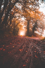 road between yellow leaf trees at daytime