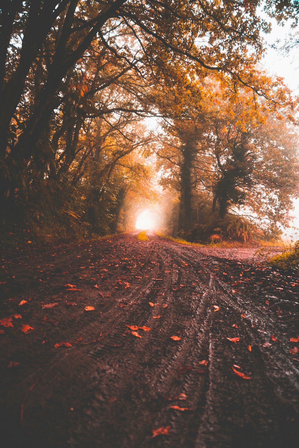 route entre les arbres à feuilles jaunes pendant la journée
