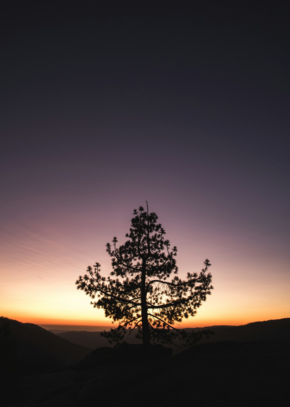 albero durante l'ora d'oro