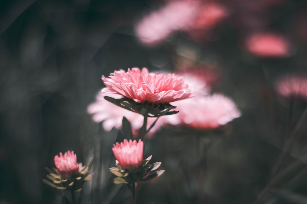 ピンクの花びらの花