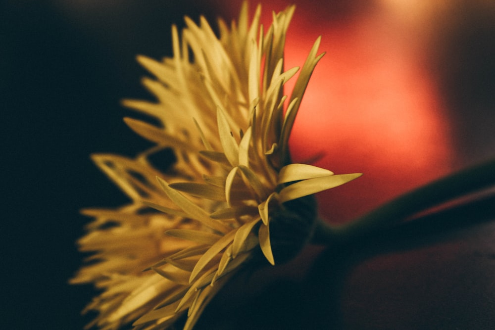 photographie en gros plan de fleur à pétales jaunes