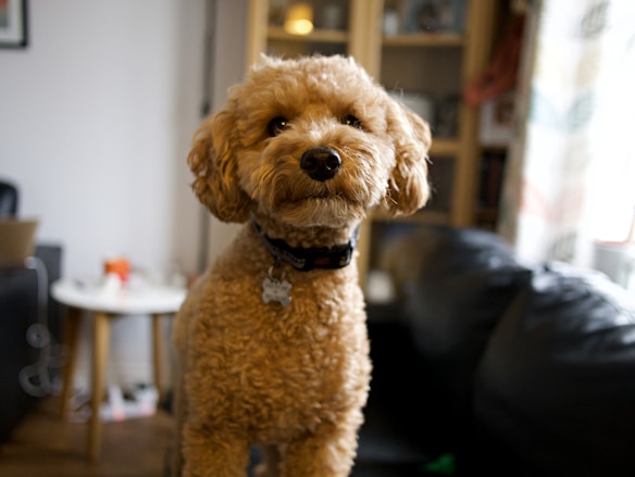 A fluffy, curly-haired dog with a golden coat stands indoors, gazing directly at the camera. The background features a cozy living room setting with a sofa and a wooden shelf. Soft lighting creates a warm and inviting atmosphere.