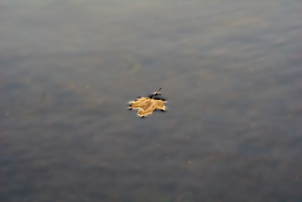 maple leaf on water