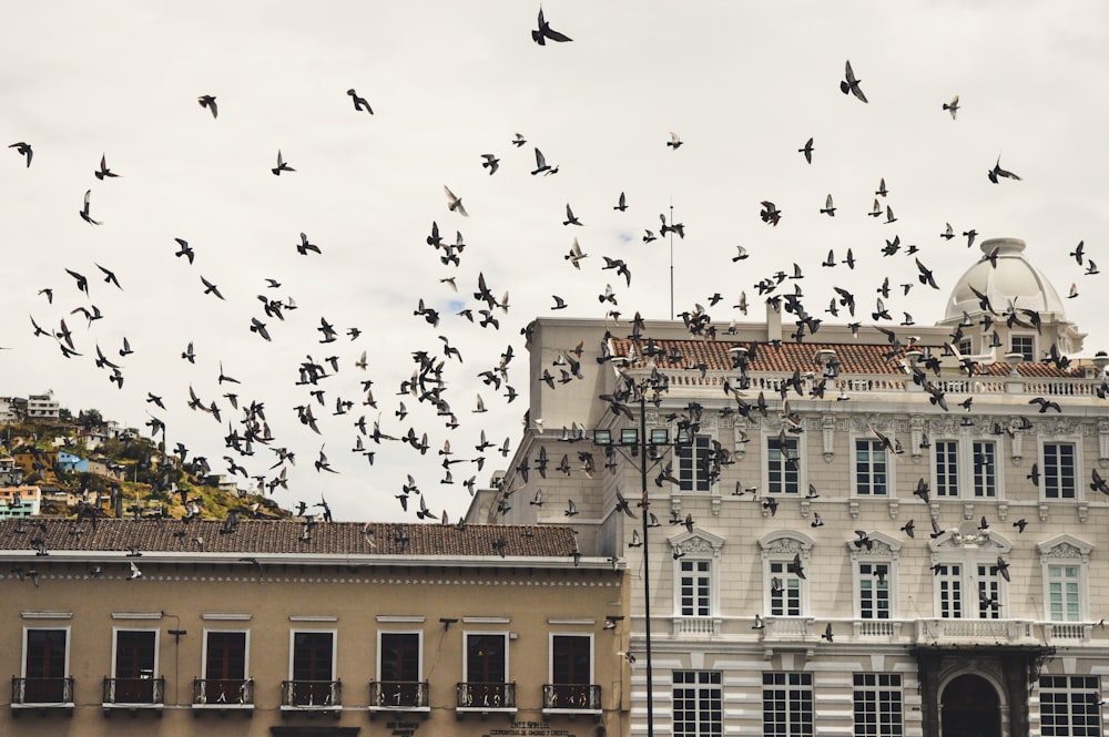 flock of black and white birds flying near concrete structure