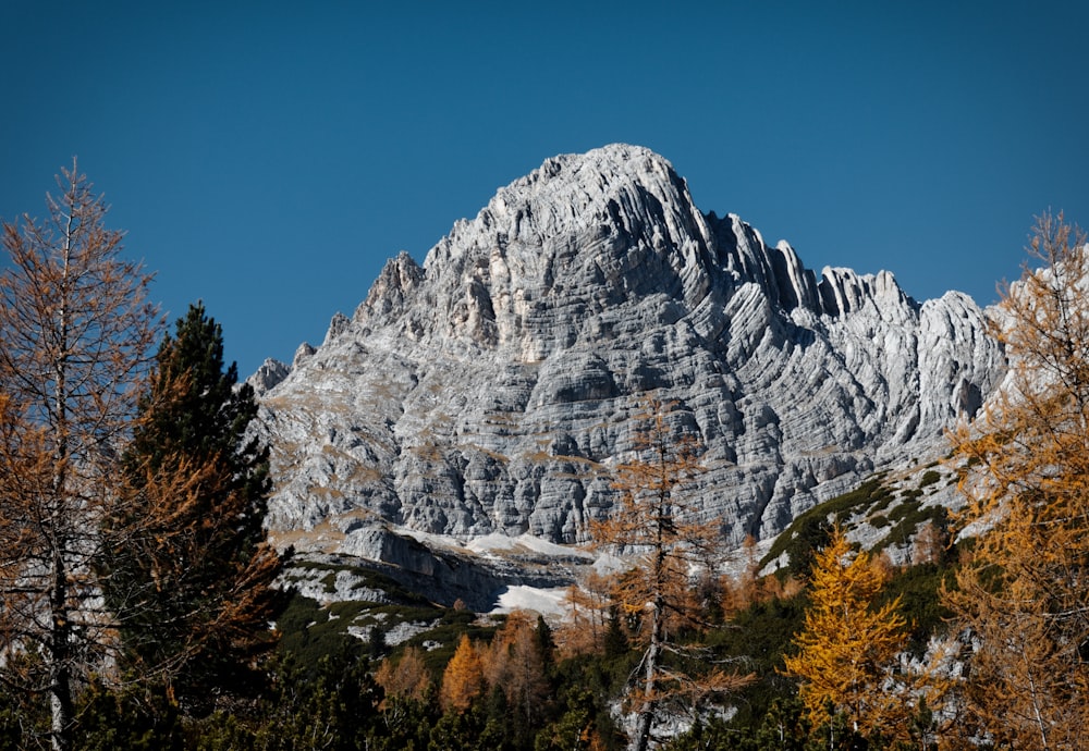 scenery of brown trees in front of white mountain