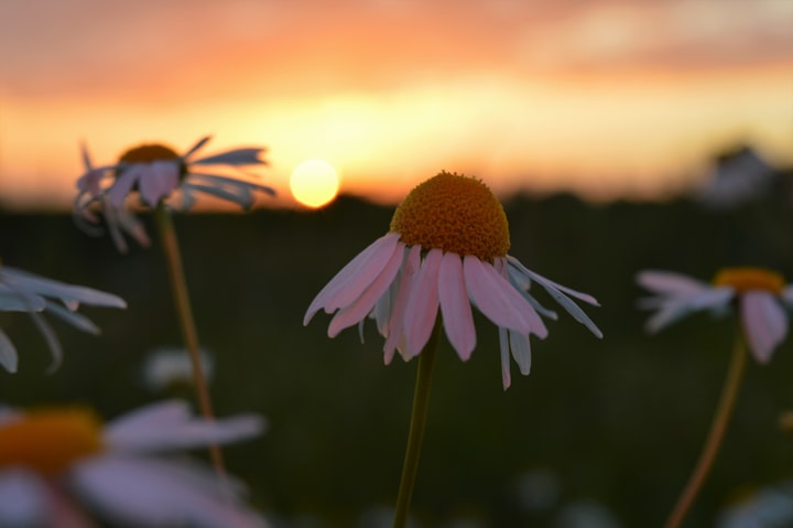 100 Days of Sunlight: A Book Review