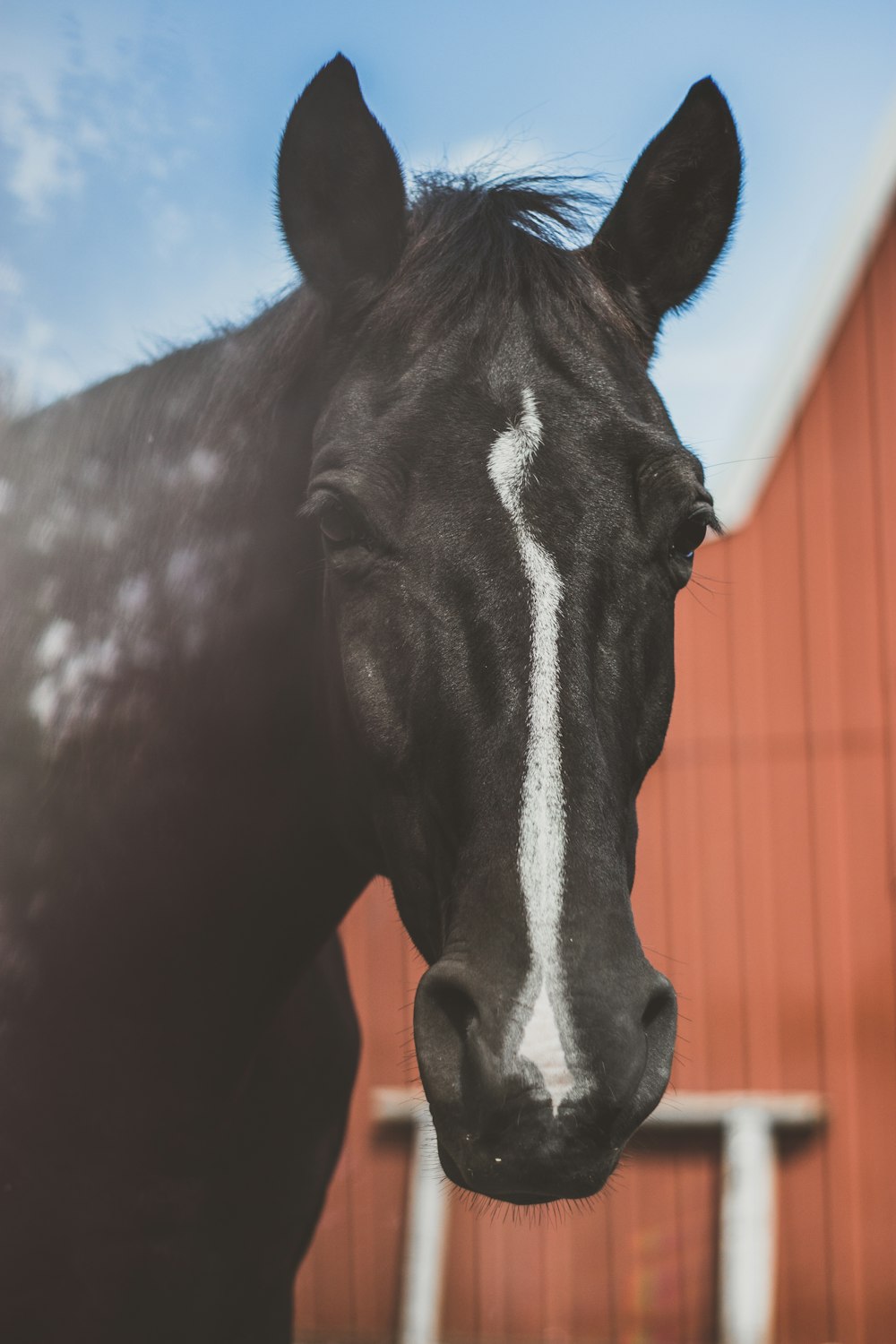 white and black horse near red house