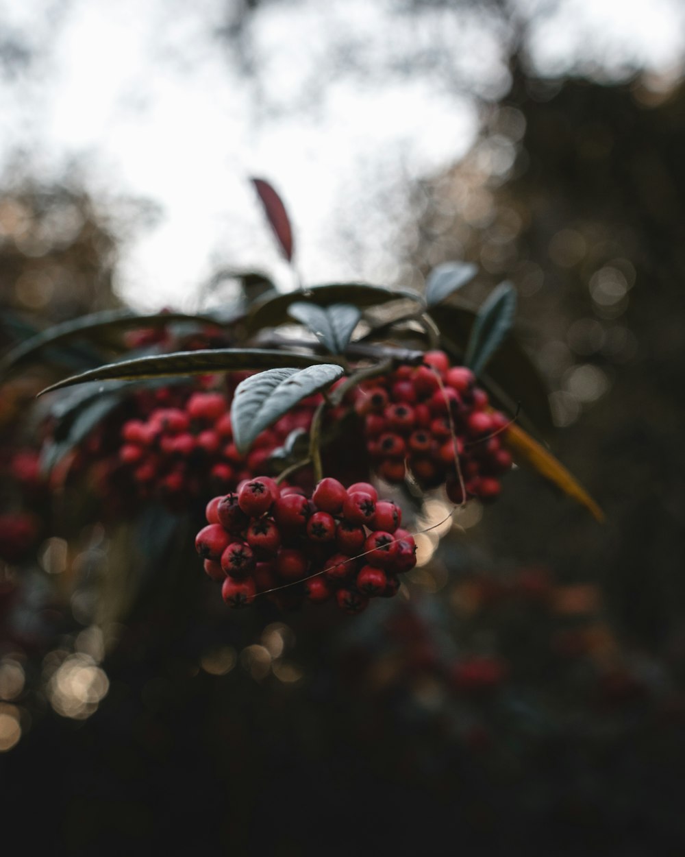 selective focus photography of holly berries