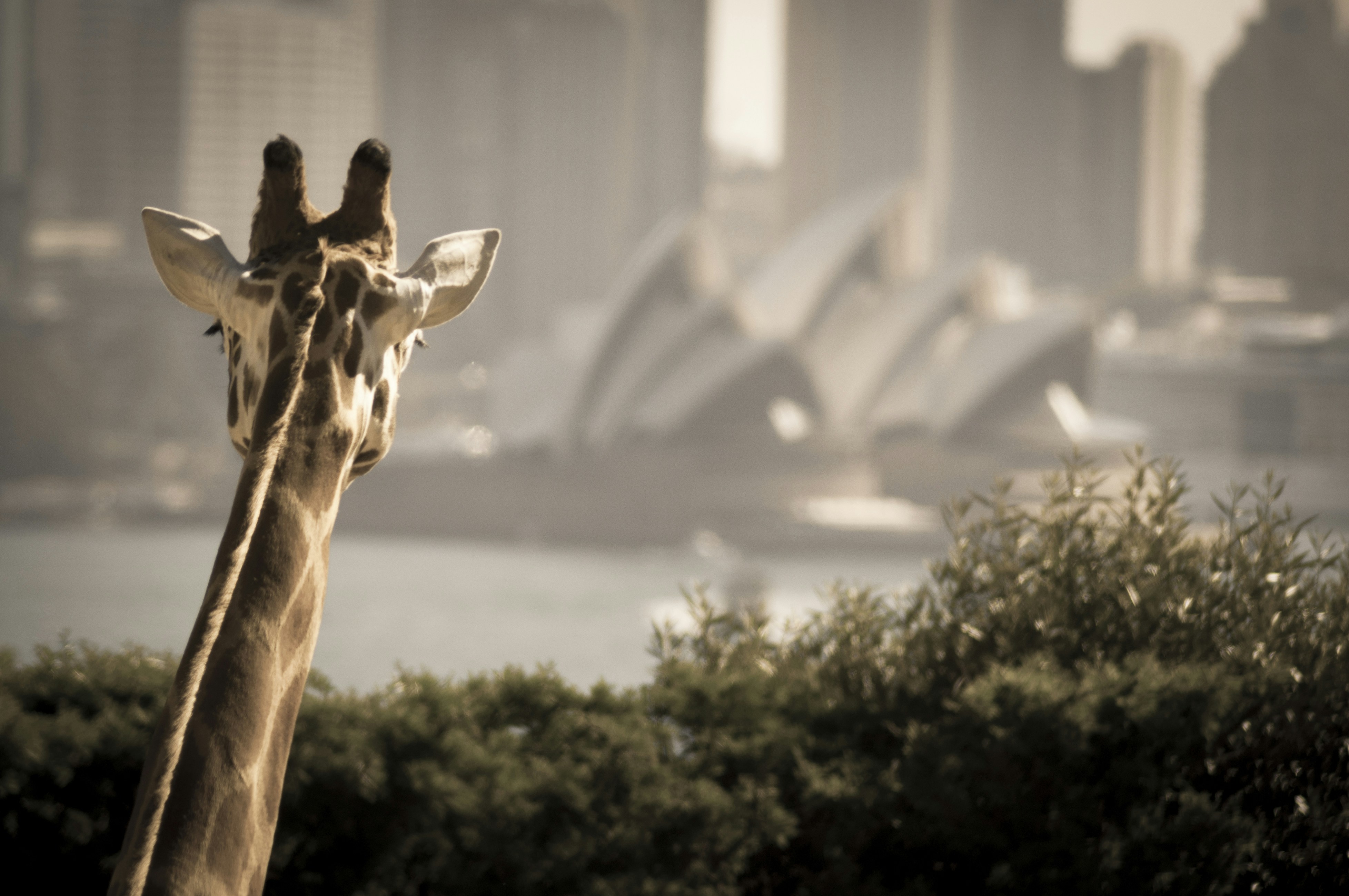 We were on Taronga Zoo, in Sydney, and this Giraffe was quite curious about the Opera House.