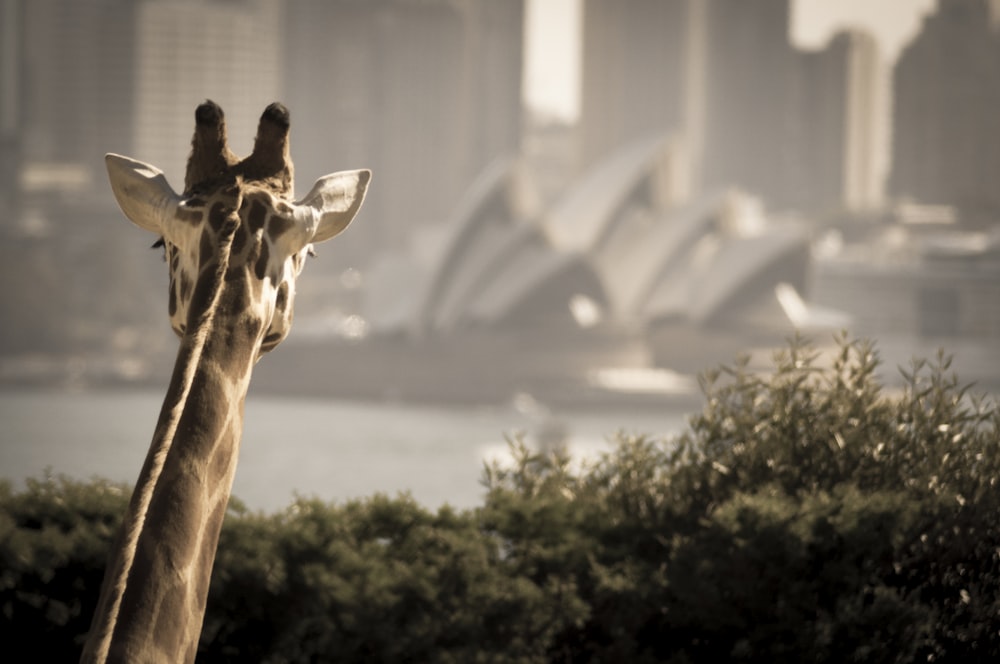 Giraffa che guarda il teatro dell'opera durante il giorno