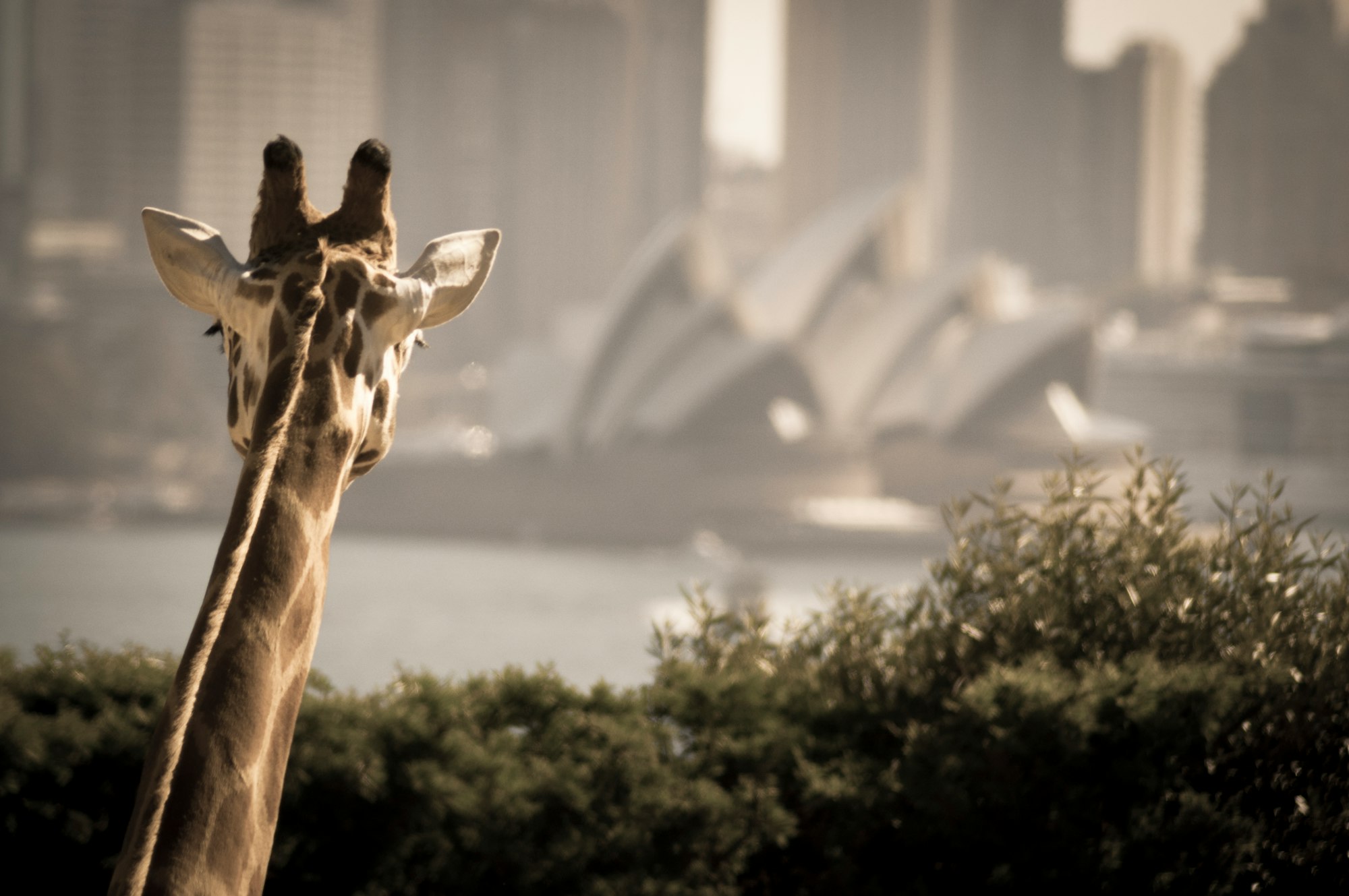 We were on Taronga Zoo, in Sydney, and this Giraffe was quite curious about the Opera House.