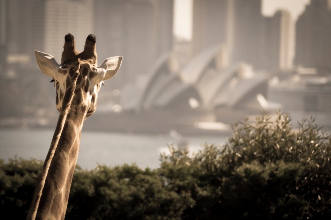 Wildlife photo spot Taronga Zoo Wharf Sydney