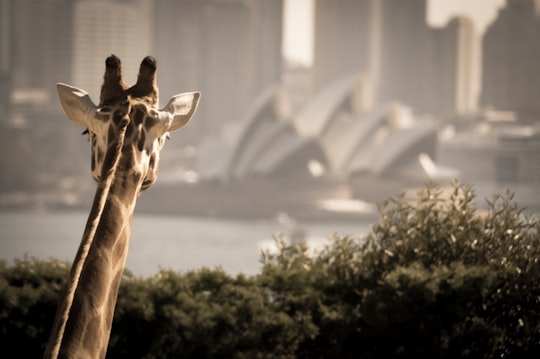 giraffe looking on opera house during daytime in Taronga Zoo Wharf Australia