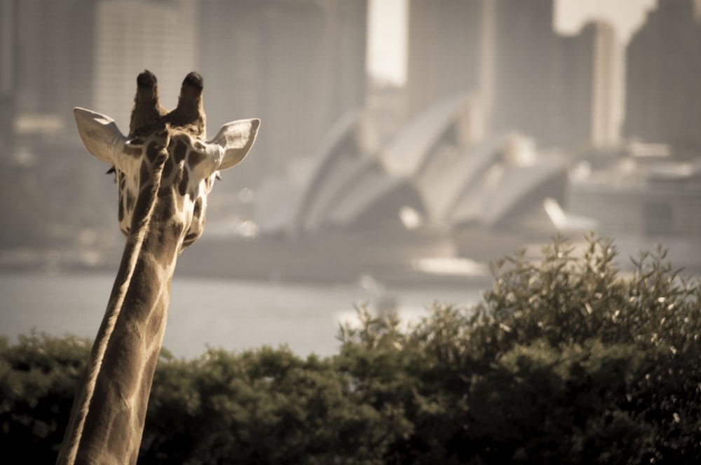 giraffe looking on opera house during daytime