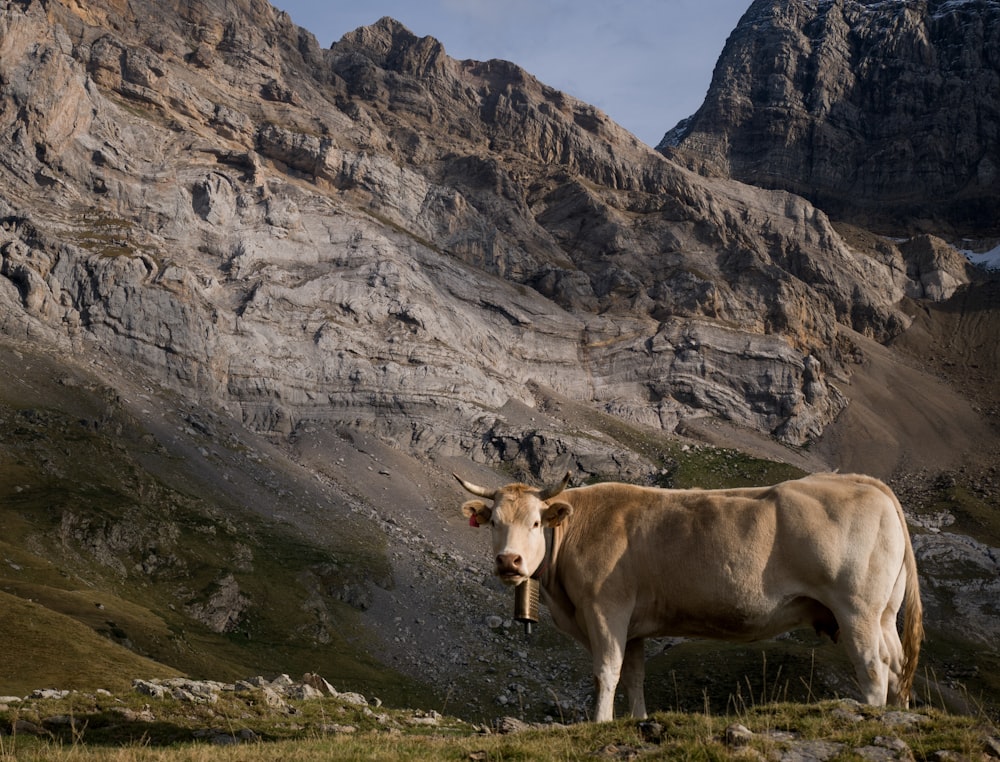 brown cattle standing near mountain