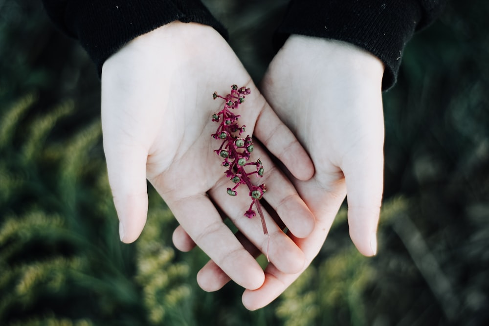 flor de pétala vermelha na palma da mão da pessoa