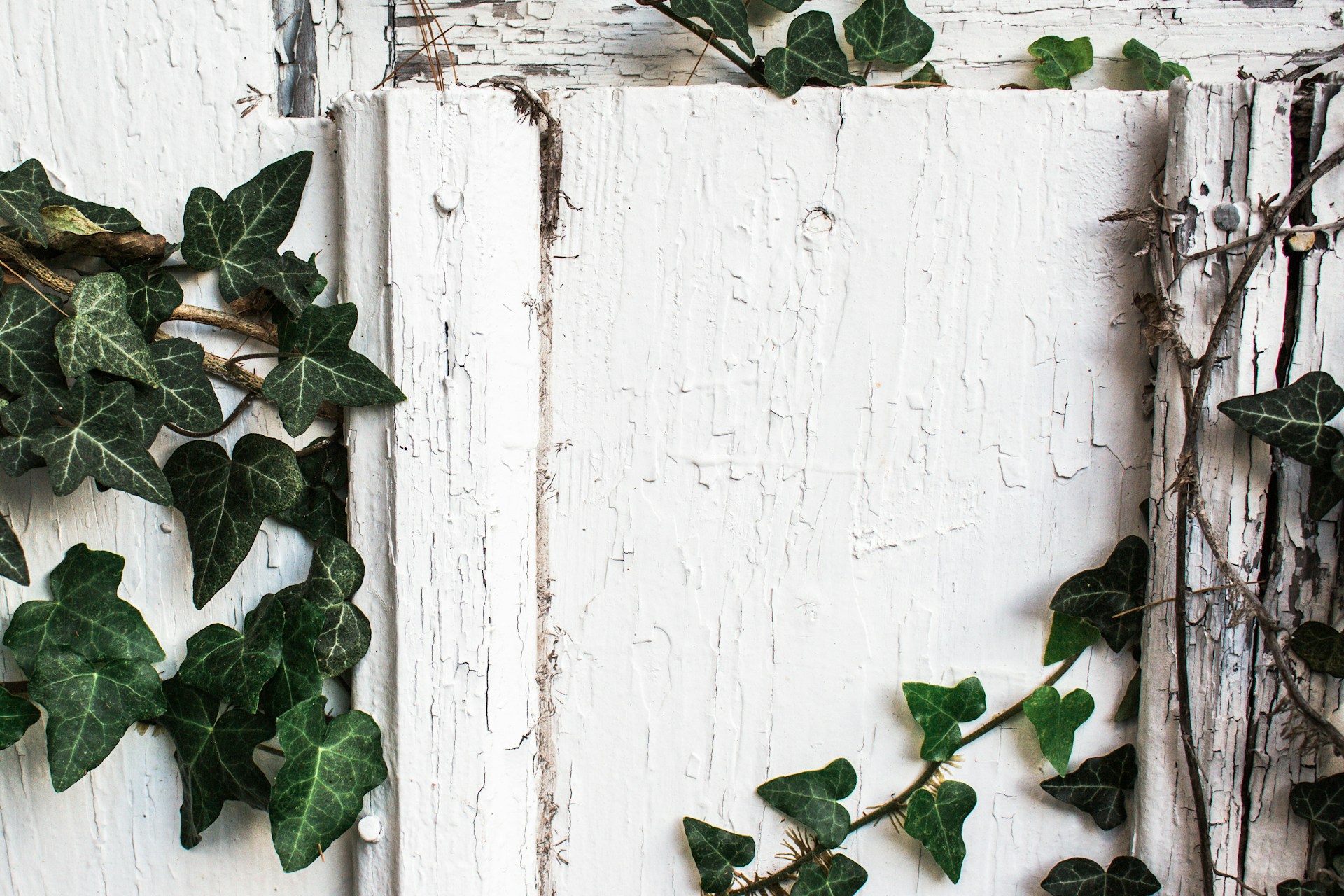green plants on white wall