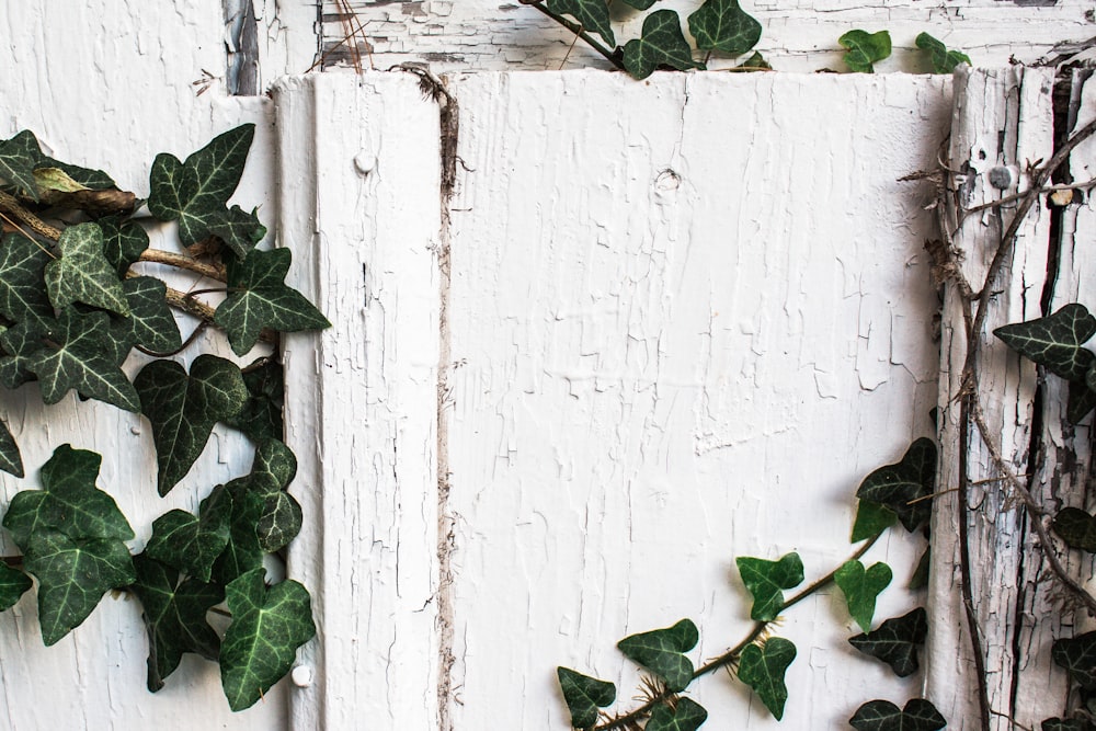 Plantas verdes en pared blanca