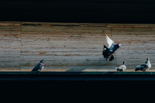 flock of gray pigeons on building awning atdaytime in Wrocław Poland