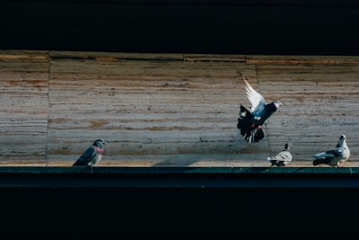 flock of gray pigeons on building awning atdaytime
