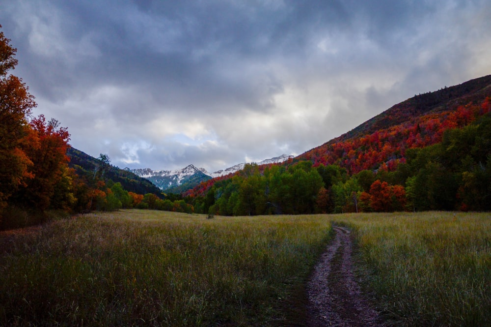 grass field and mountain