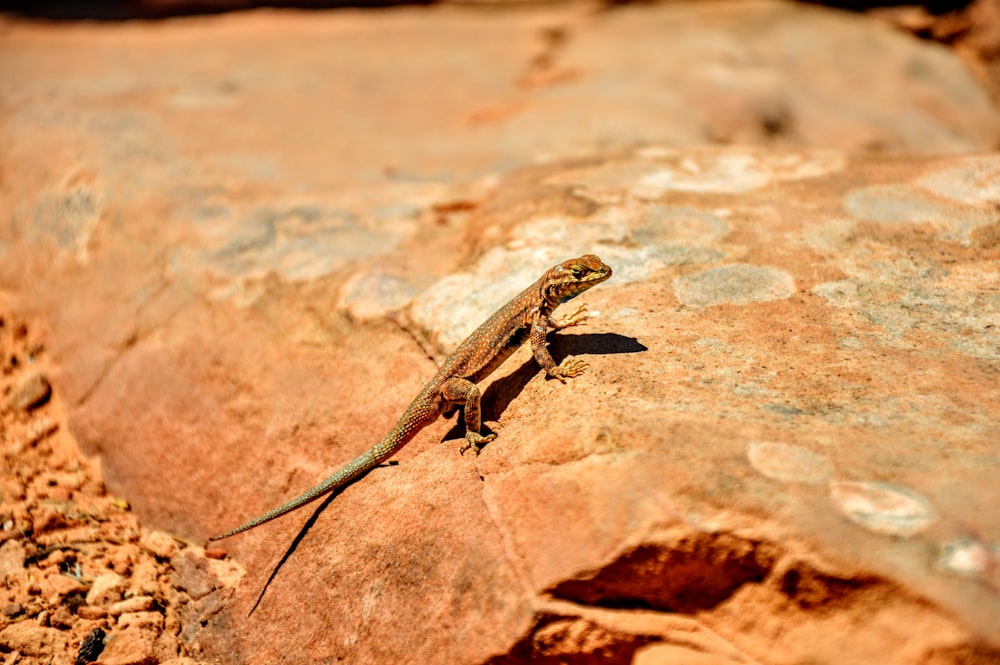 gray gecko on top of stone