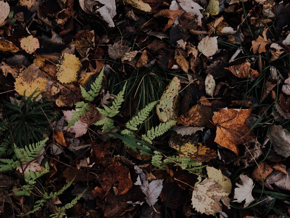 green leaves