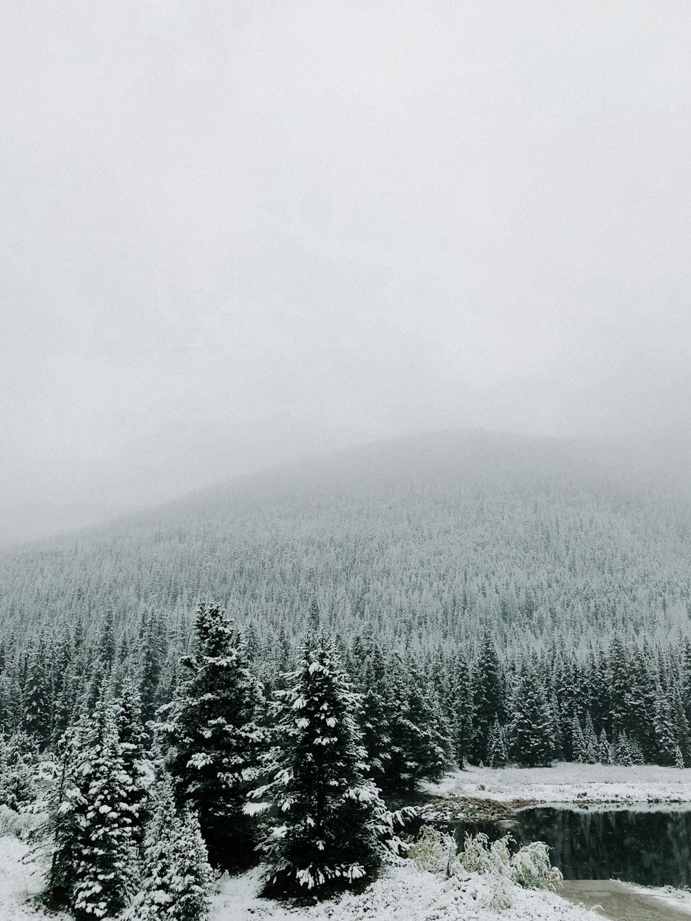 snow-covered trees