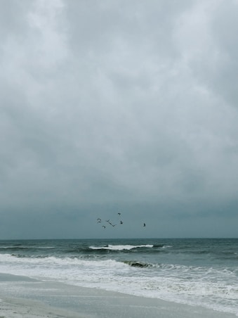 bird flying over sea at daytime