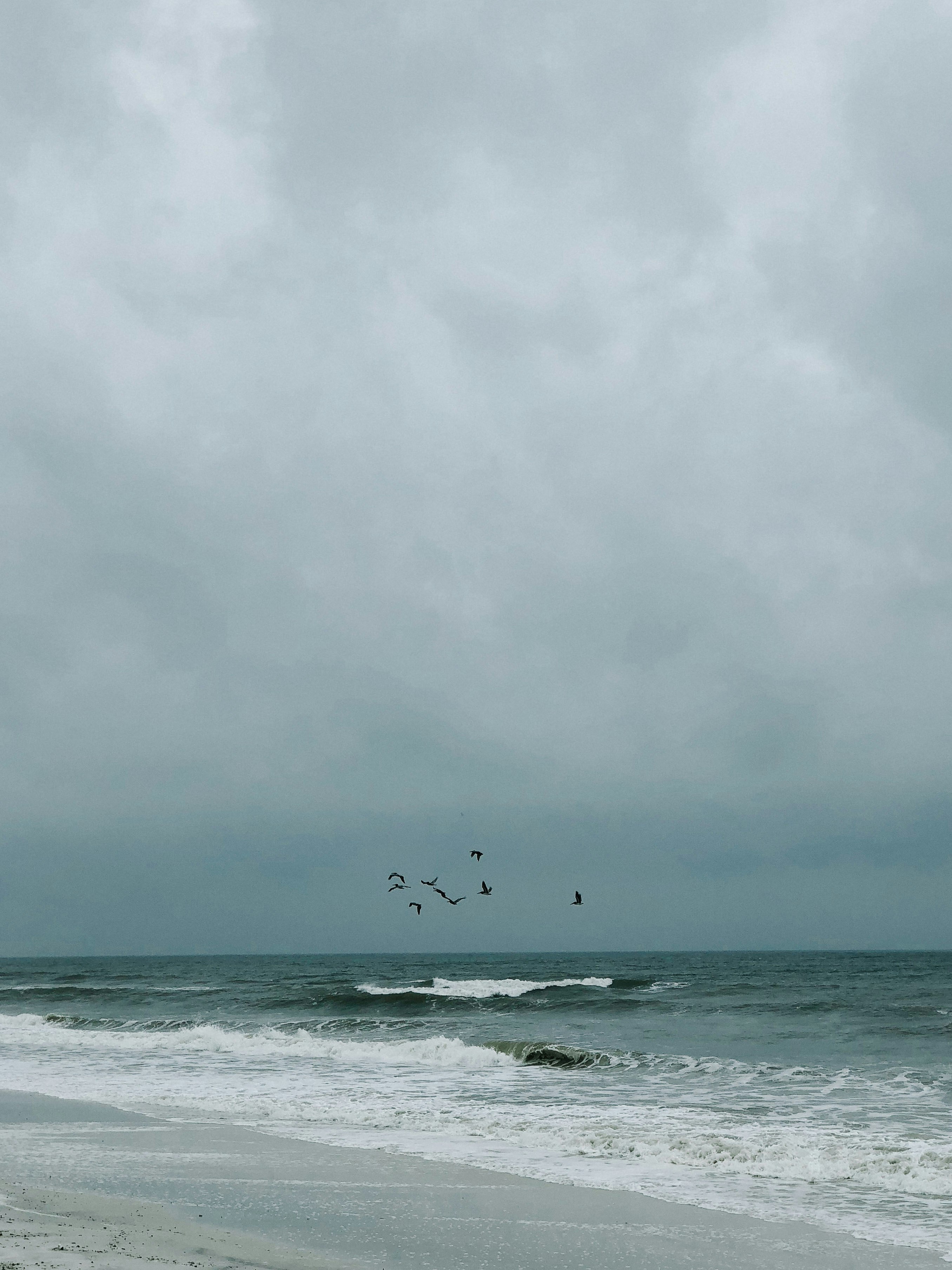 bird flying over sea at daytime